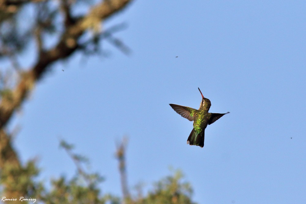 kolibřík lesklobřichý - ML540429661
