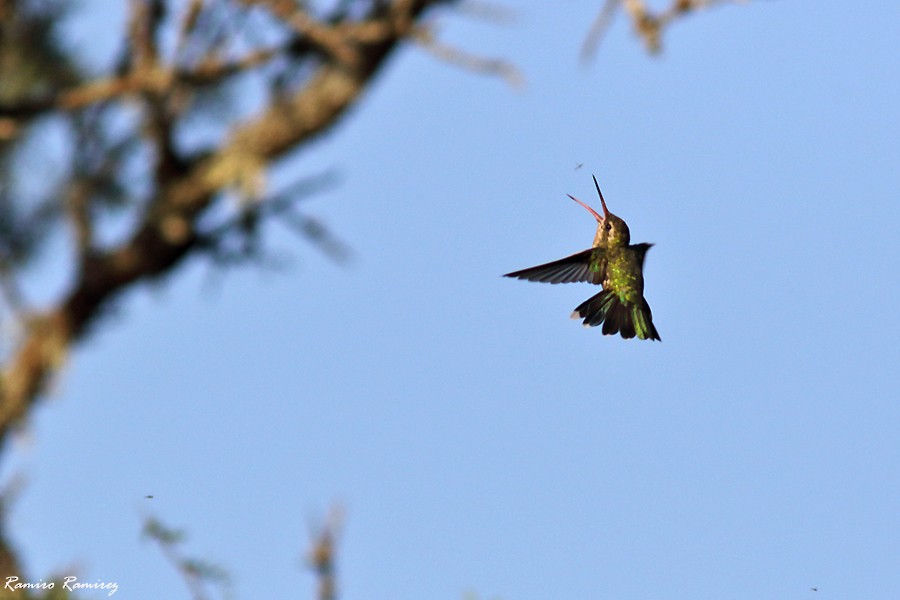 kolibřík lesklobřichý - ML540429671