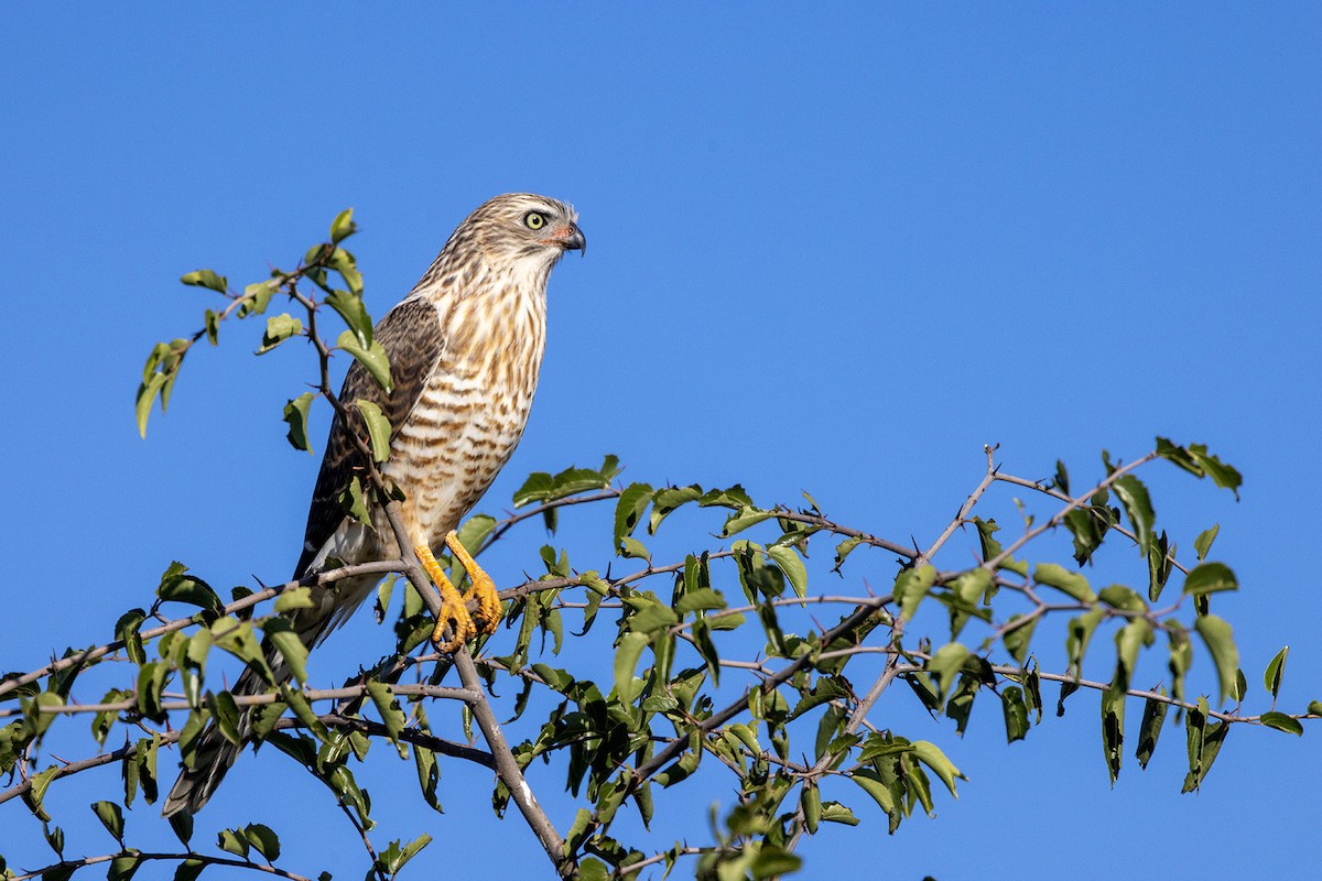 Gabar Goshawk - ML540430641