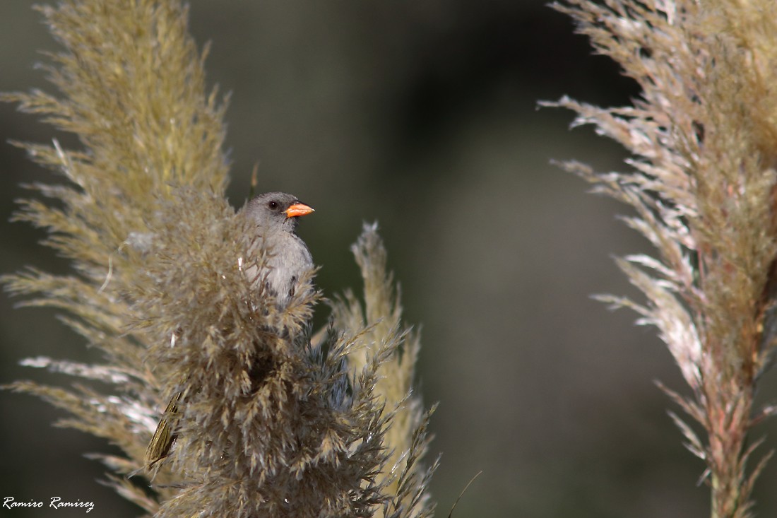 Great Pampa-Finch (Western) - ML540430791