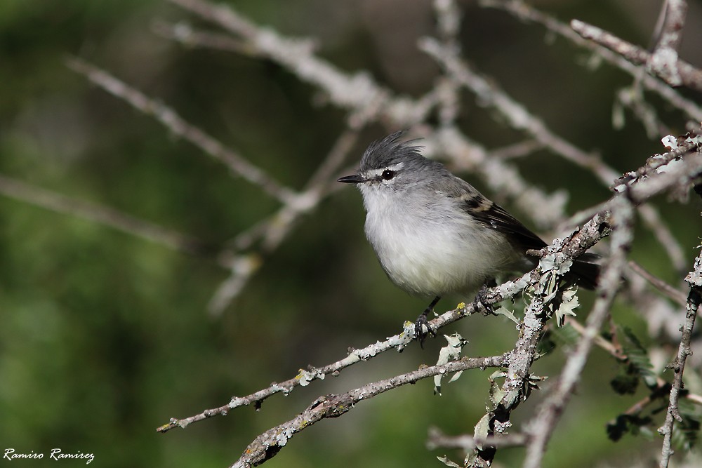 White-crested Tyrannulet (White-bellied) - Ramiro Ramirez