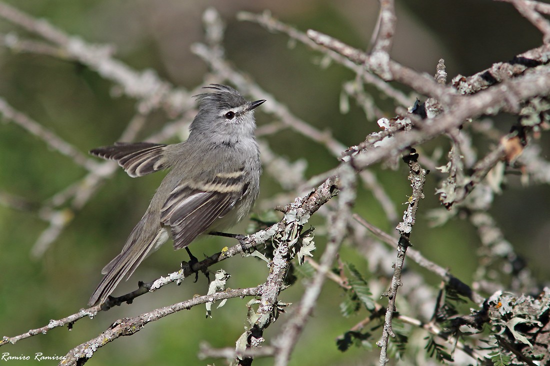 White-crested Tyrannulet (White-bellied) - ML540430961