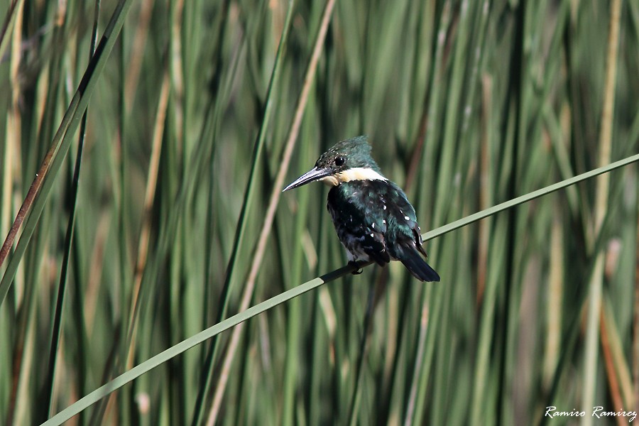 Green Kingfisher - ML540431001