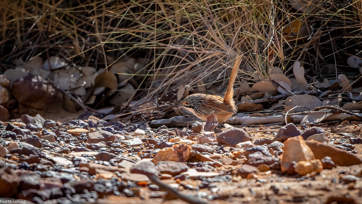 Carpentarian Grasswren - paul mclelland