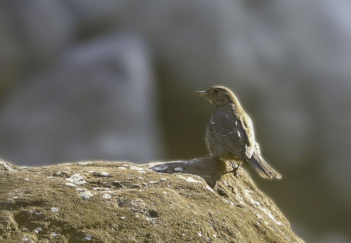 Blue Rock-Thrush - ML540431331