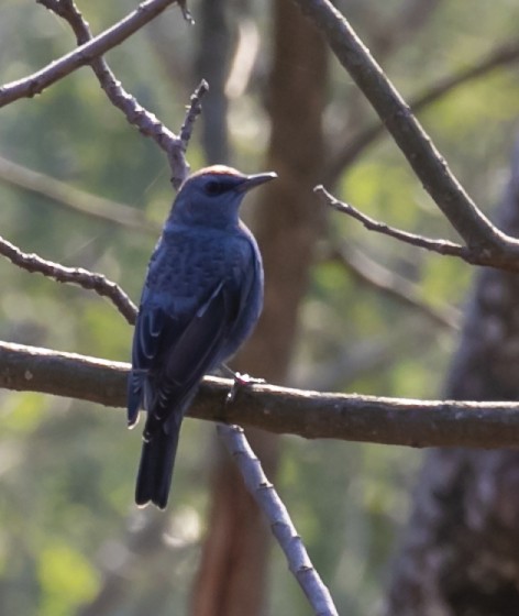 Blue Rock-Thrush - ML540431341