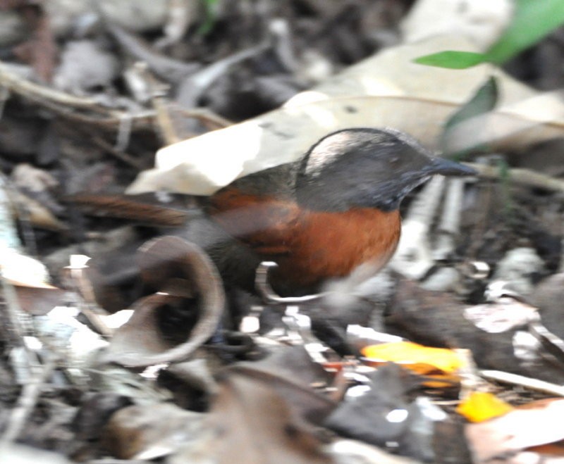 Rufous-breasted Spinetail - ML54043191
