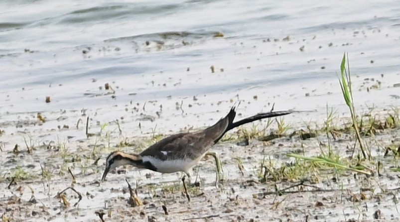 Pheasant-tailed Jacana - ML540431951