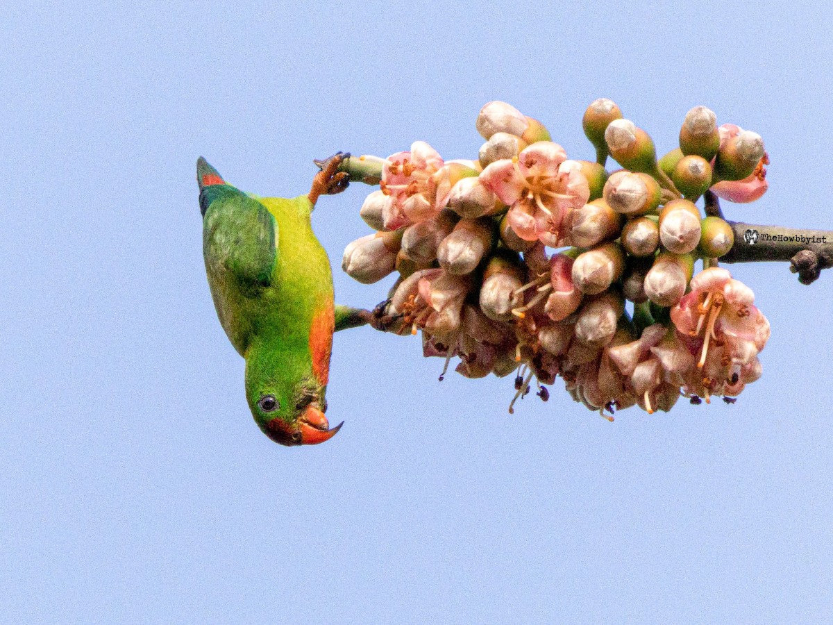 Philippine Hanging-Parrot - ML540432951