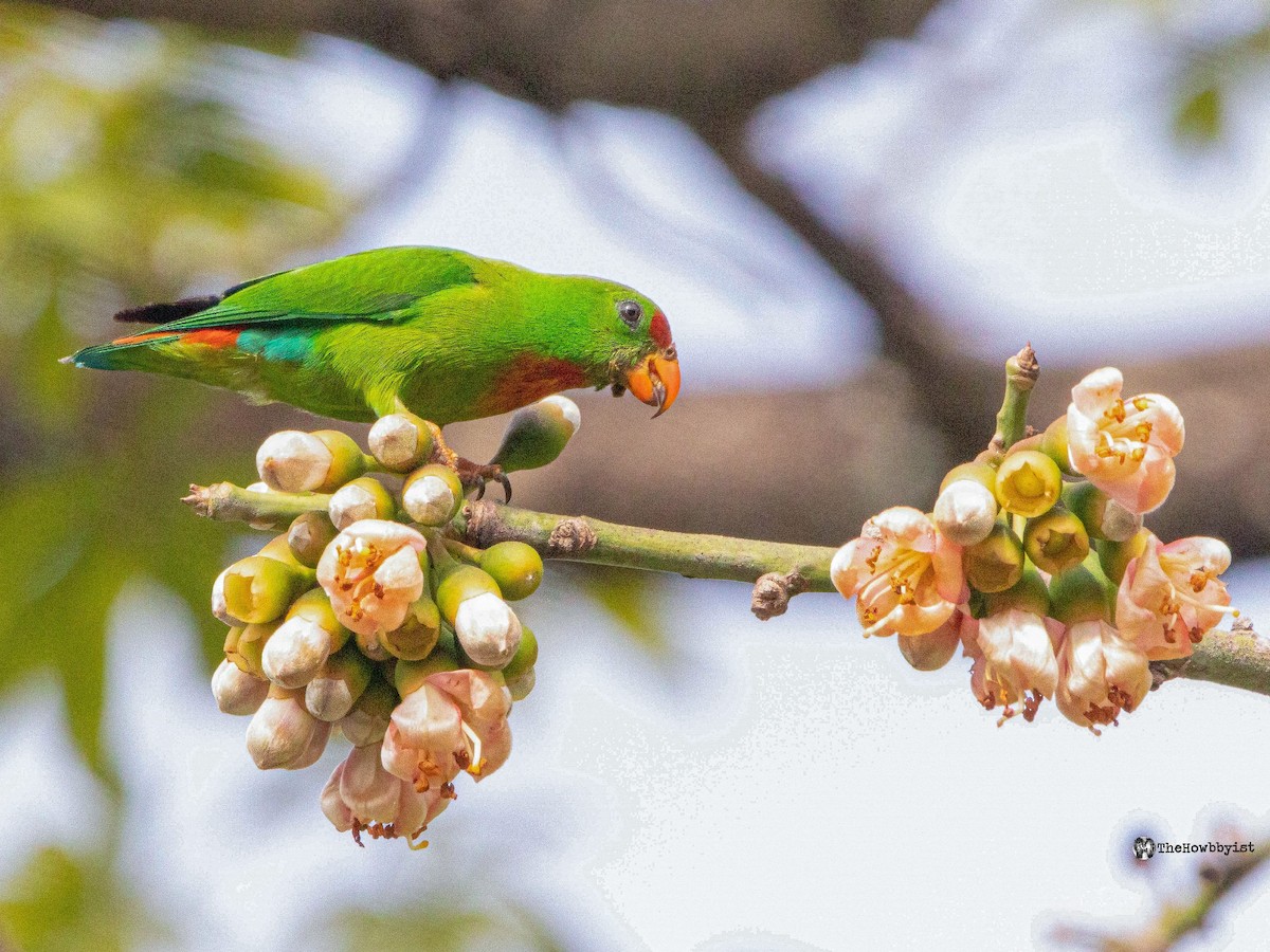 Philippine Hanging-Parrot - ML540432961