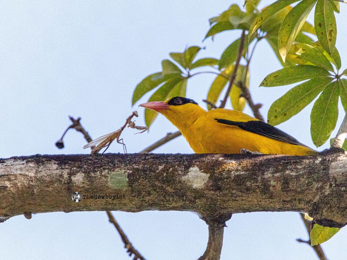 Black-naped Oriole - ML540432991