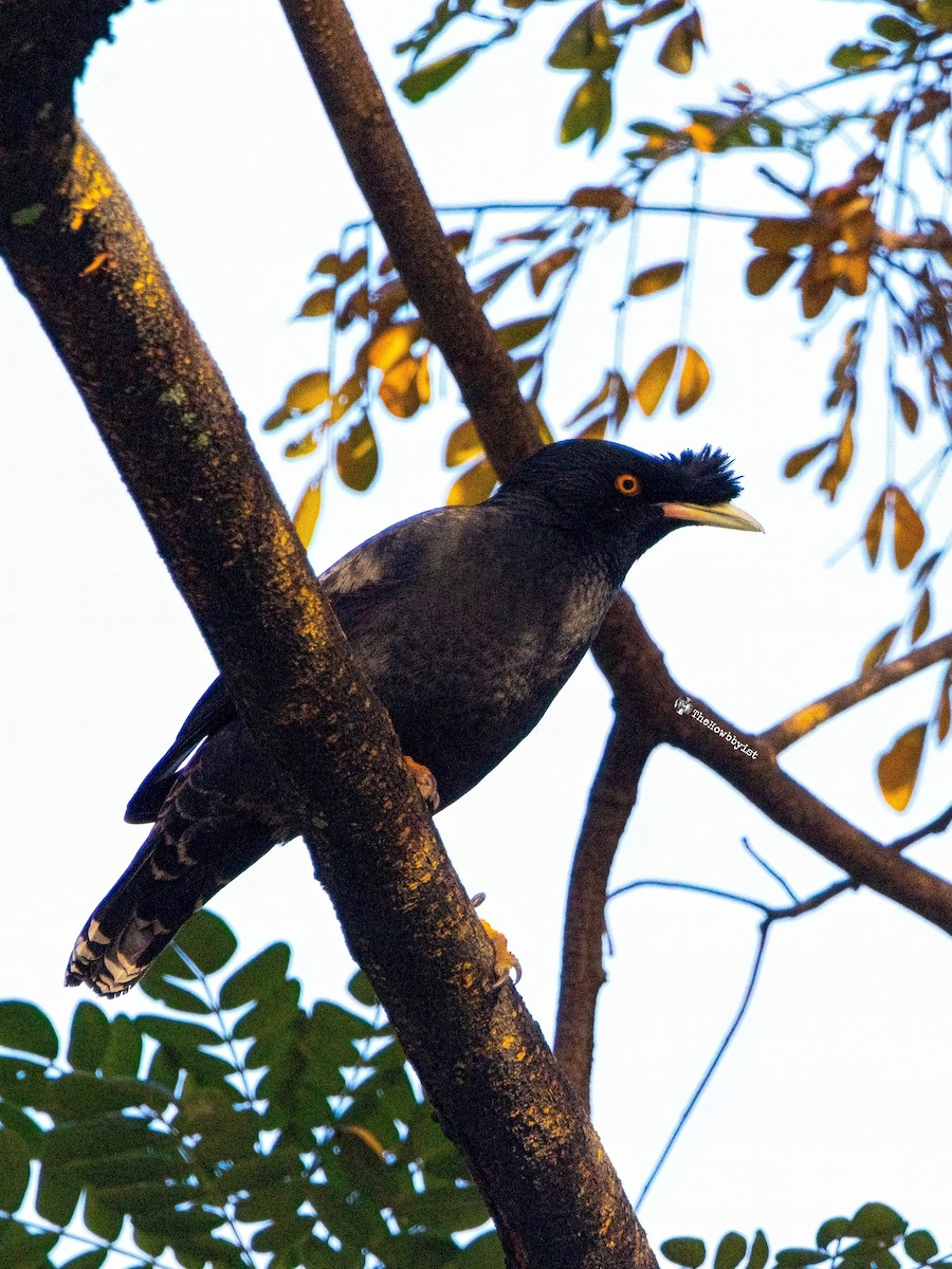 Crested Myna - ML540433091