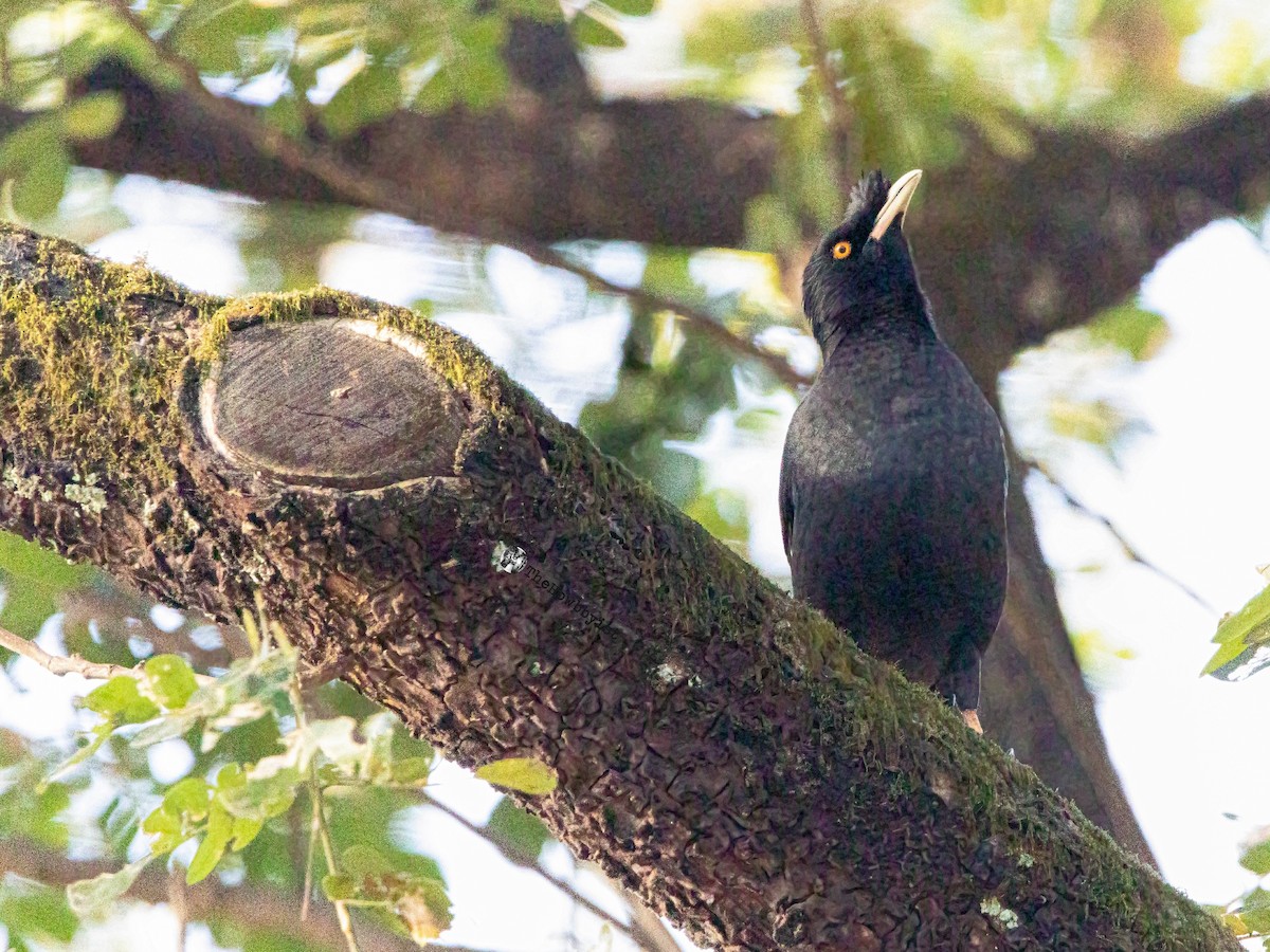 Crested Myna - ML540433101