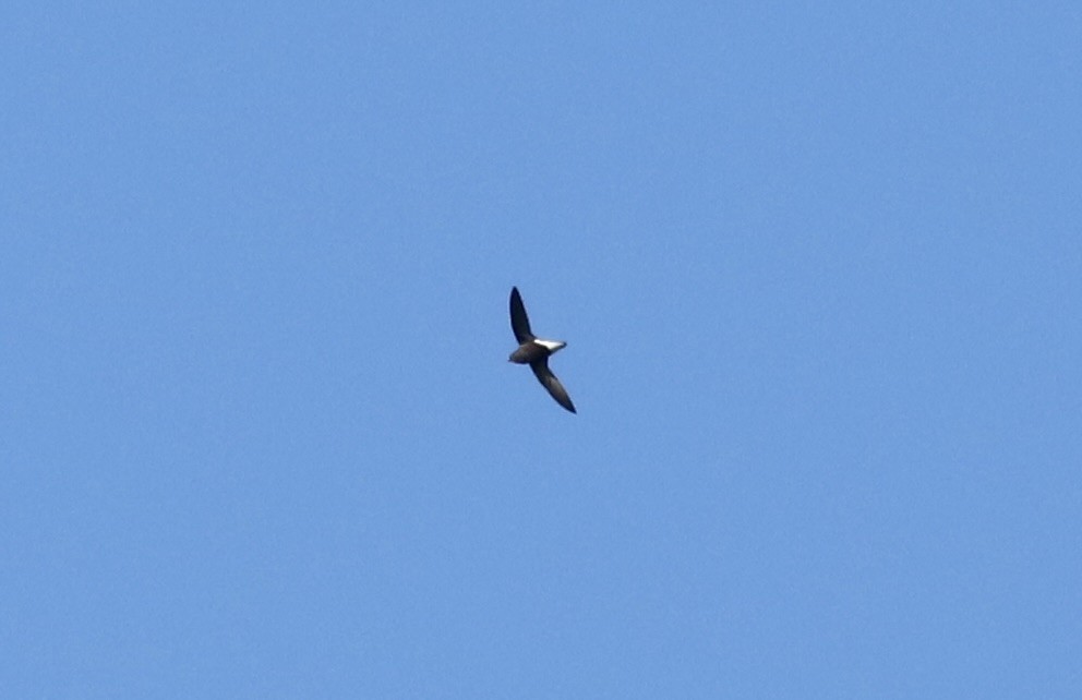 Purple Needletail - John Bruin