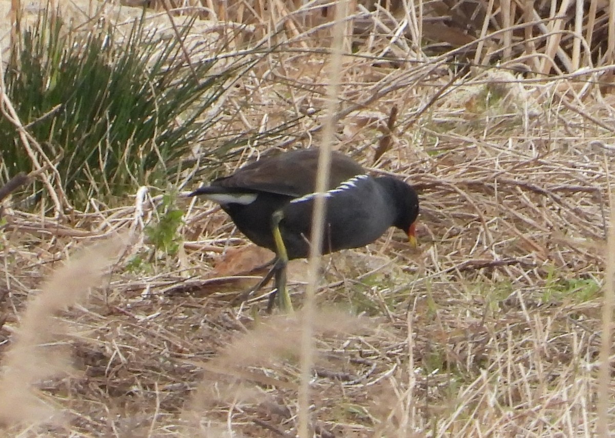 Gallinule poule-d'eau - ML540433481