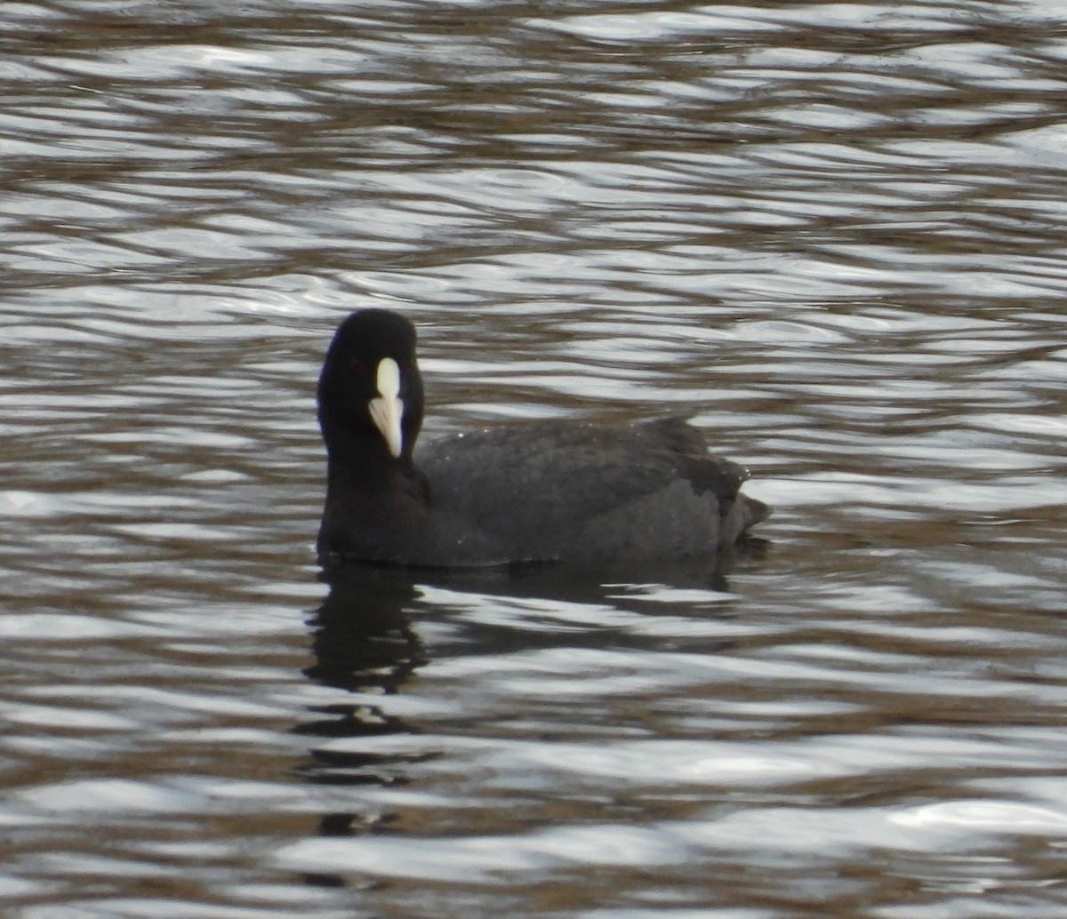 Eurasian Coot - ML540433551