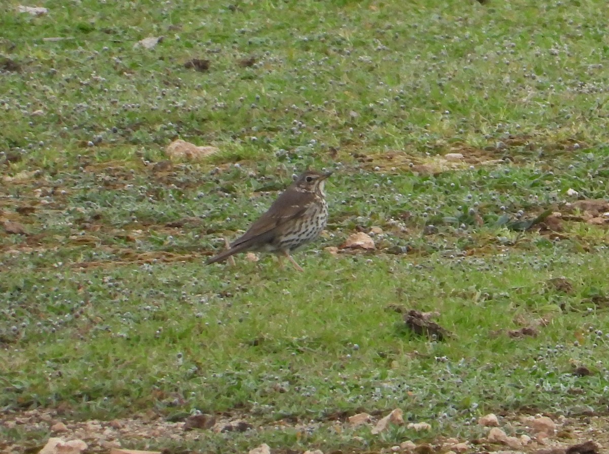 Song Thrush - ML540433621