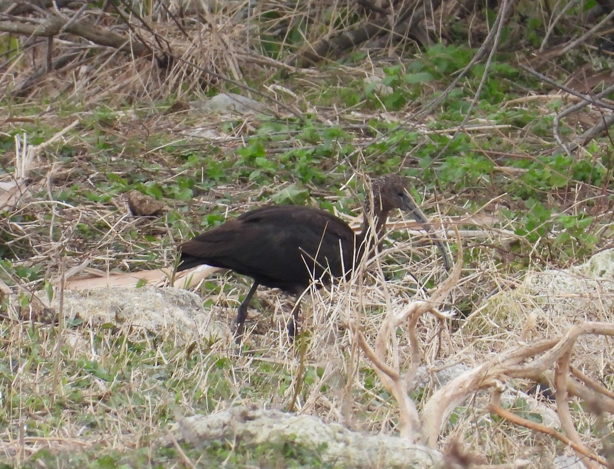 Glossy Ibis - ML540433811