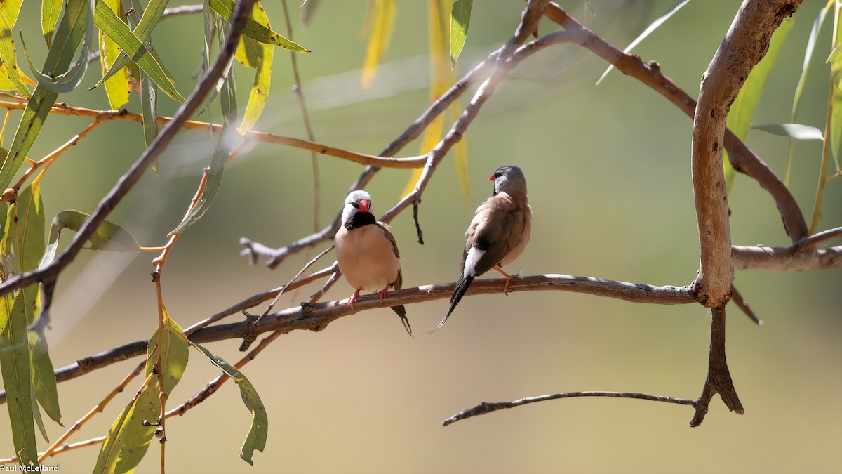 Long-tailed Finch - ML540434371