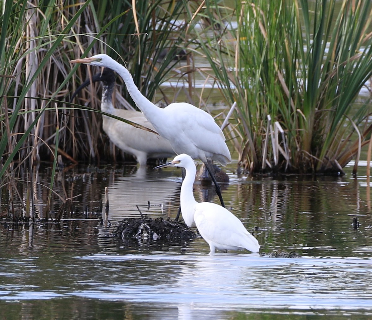 Little Egret - ML540434851