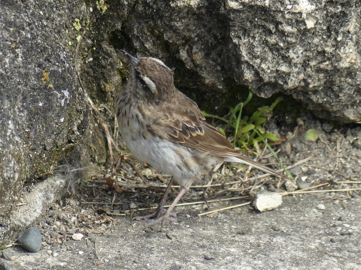 New Zealand Pipit - ML540435061