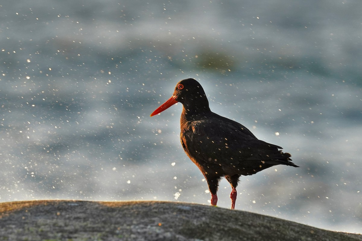 African Oystercatcher - Daniel Winzeler