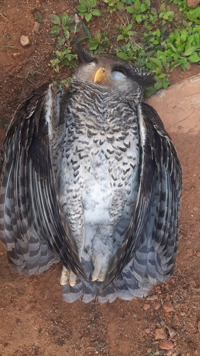 Spot-bellied Eagle-Owl - ML540435941
