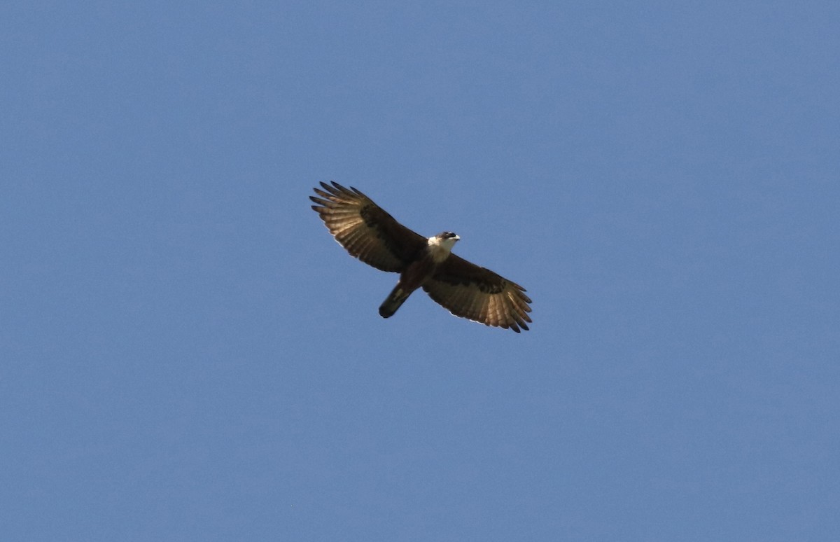 Rufous-bellied Eagle - John Bruin