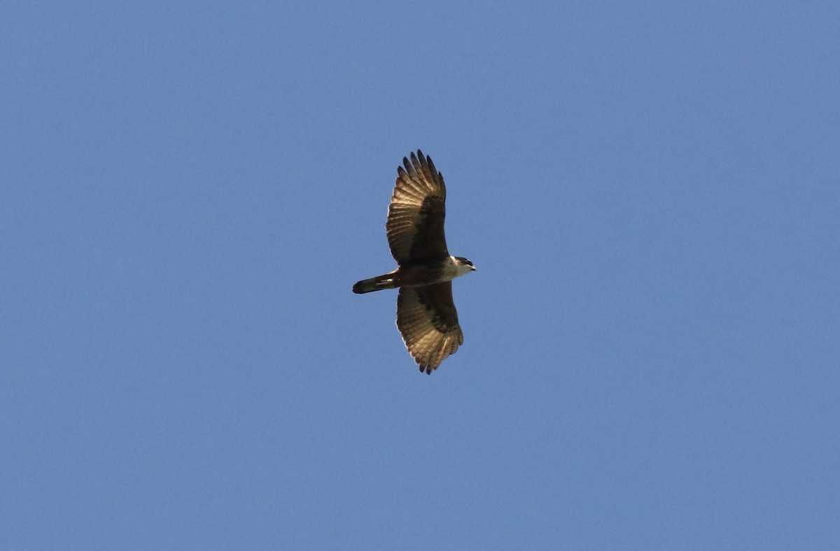 Águila Ventrirroja - ML540436391