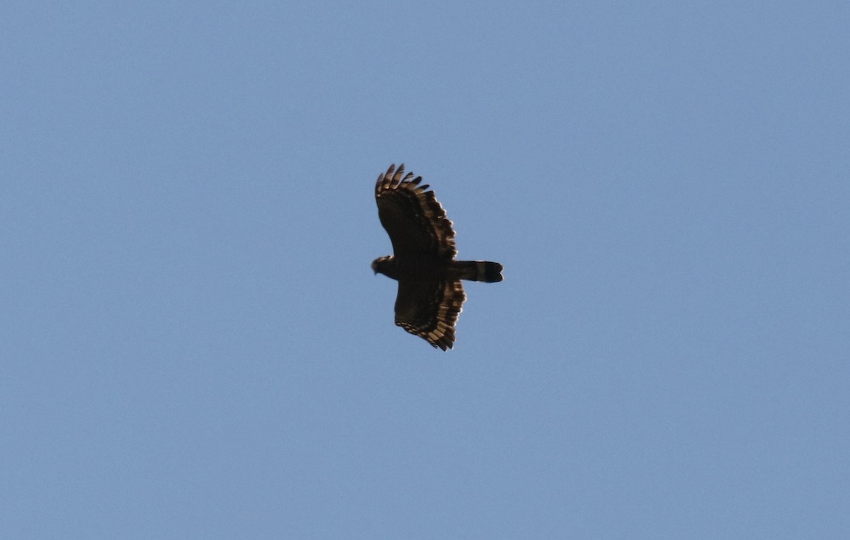 Philippine Serpent-Eagle - ML540437831