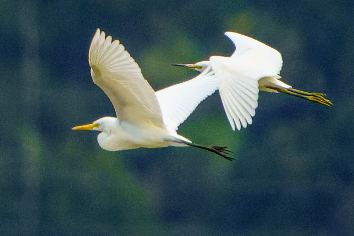 Little Egret - James Churches