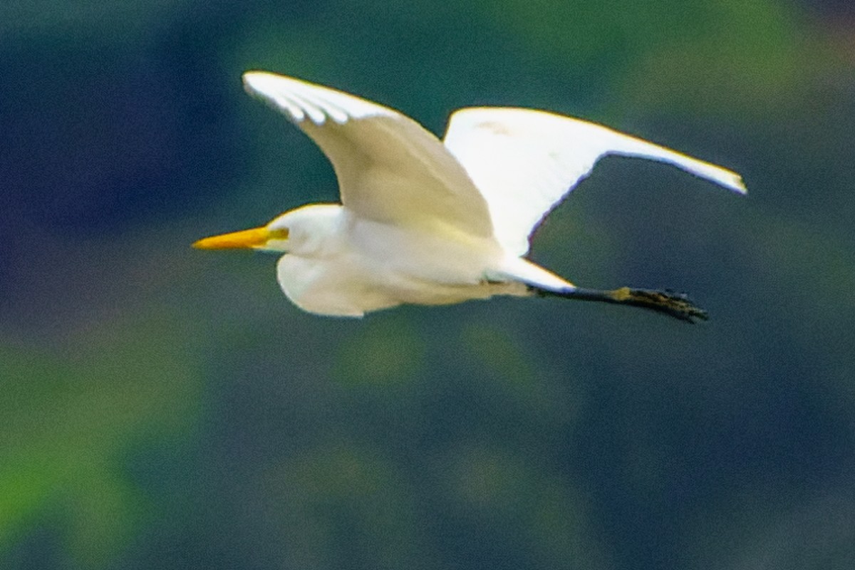 Little Egret - James Churches