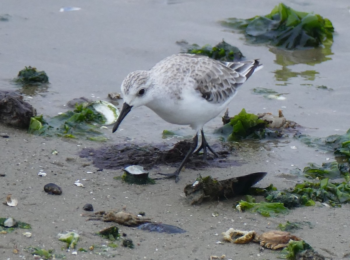 Sanderling - ML540440101