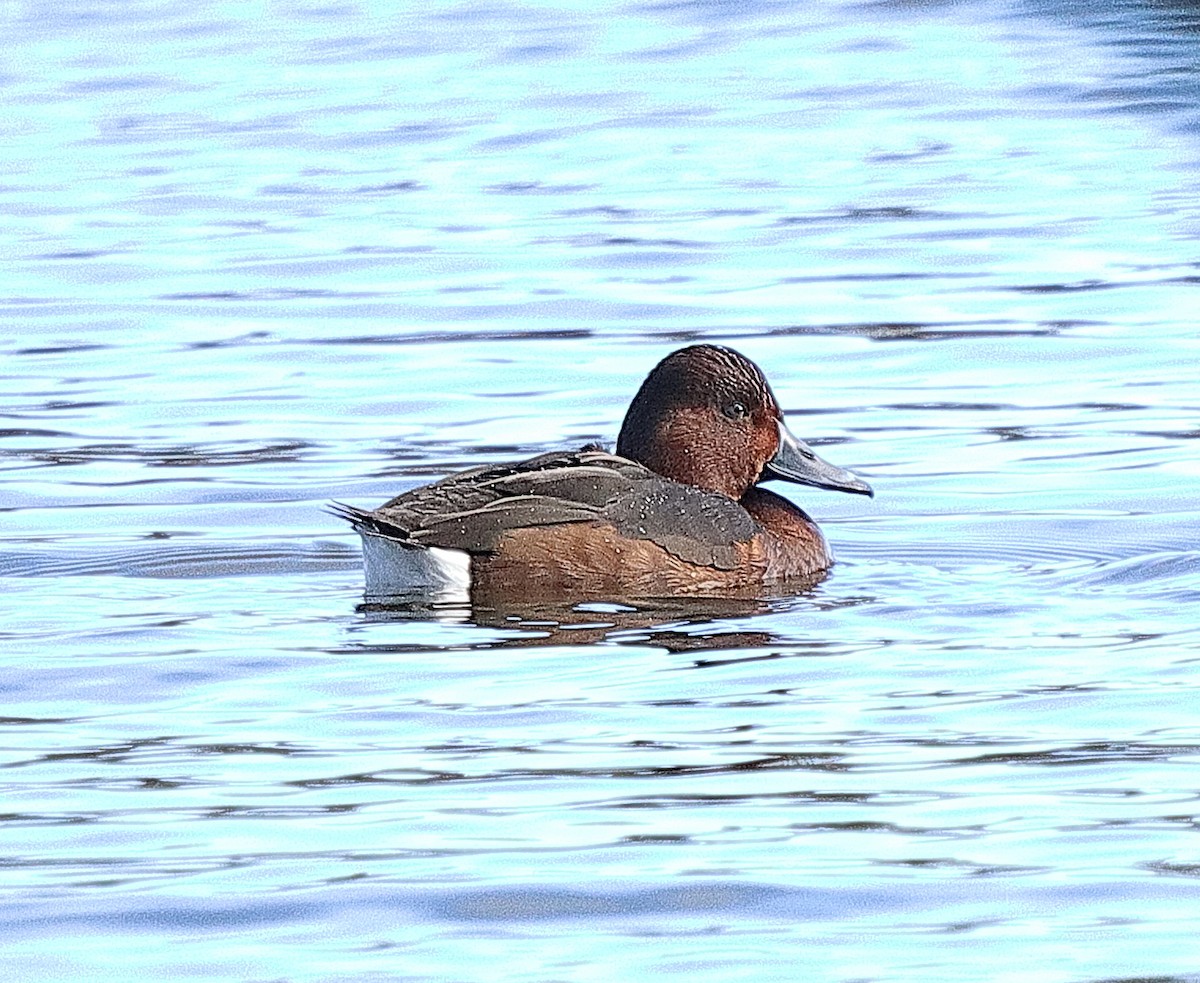 Ferruginous Duck - ML540440221