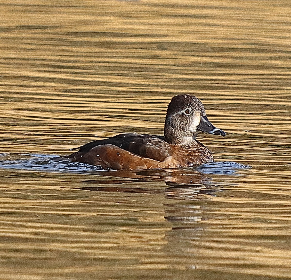 Ring-necked Duck - ML540440251