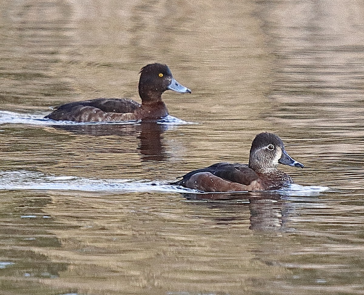 Ring-necked Duck - ML540440261