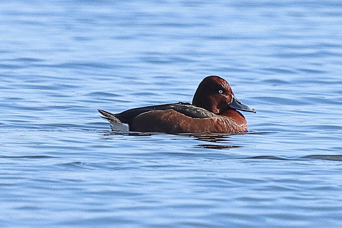 Ferruginous Duck - ML540440281