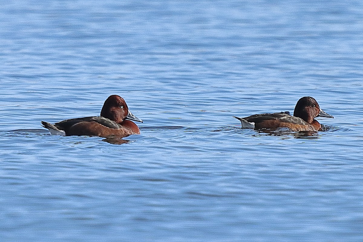 Ferruginous Duck - ML540440291