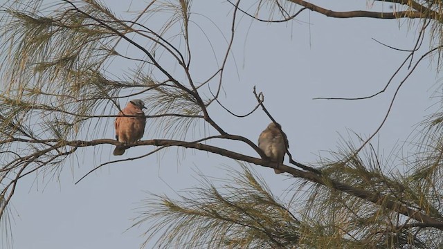 Red Collared-Dove - ML540441041