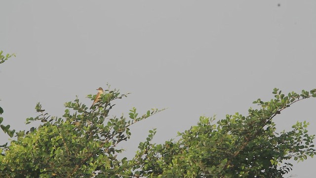 Clamorous Reed Warbler - ML540441091