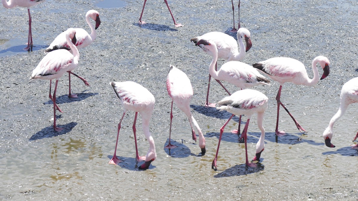 Lesser Flamingo - Andreas Hess
