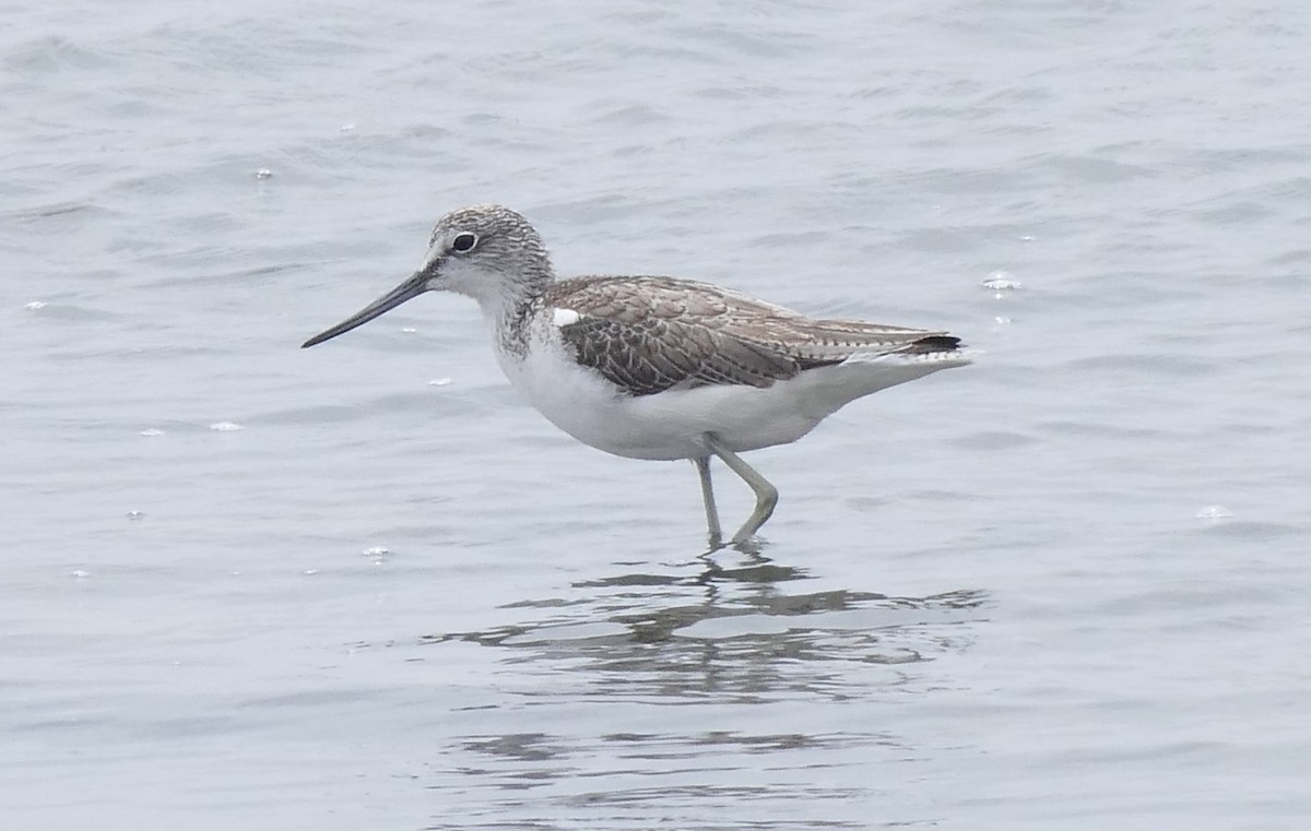 Common Greenshank - ML540441631