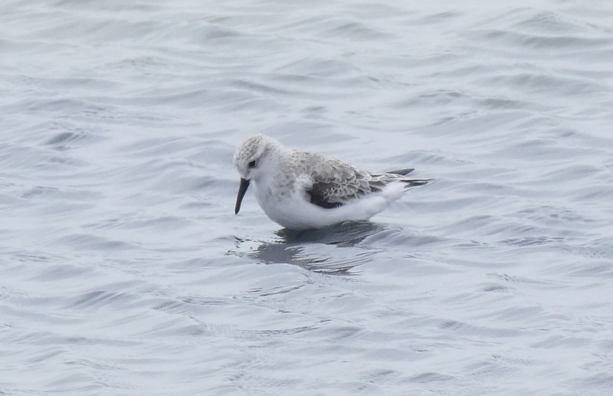 Sanderling - ML540441641