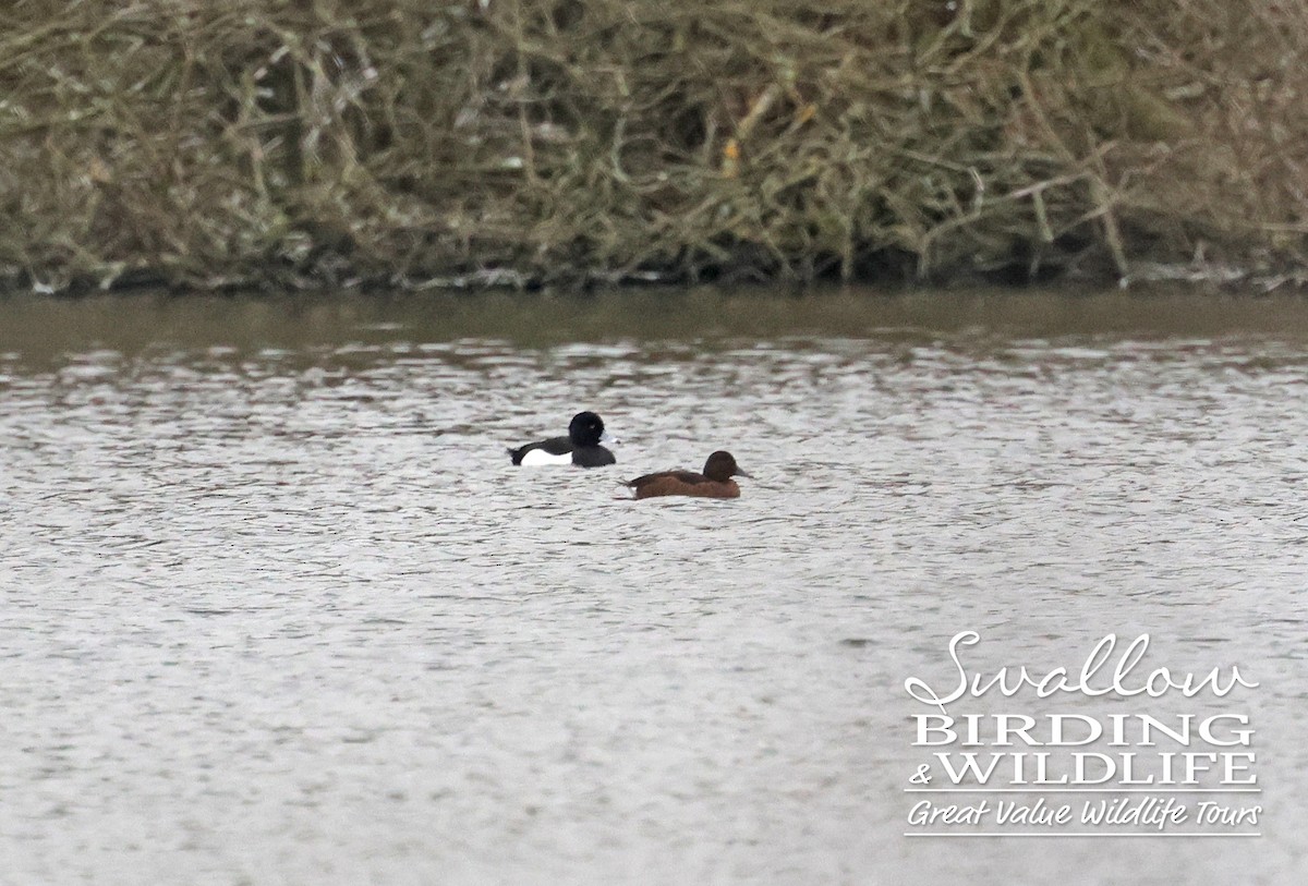 Ferruginous Duck - ML540441751