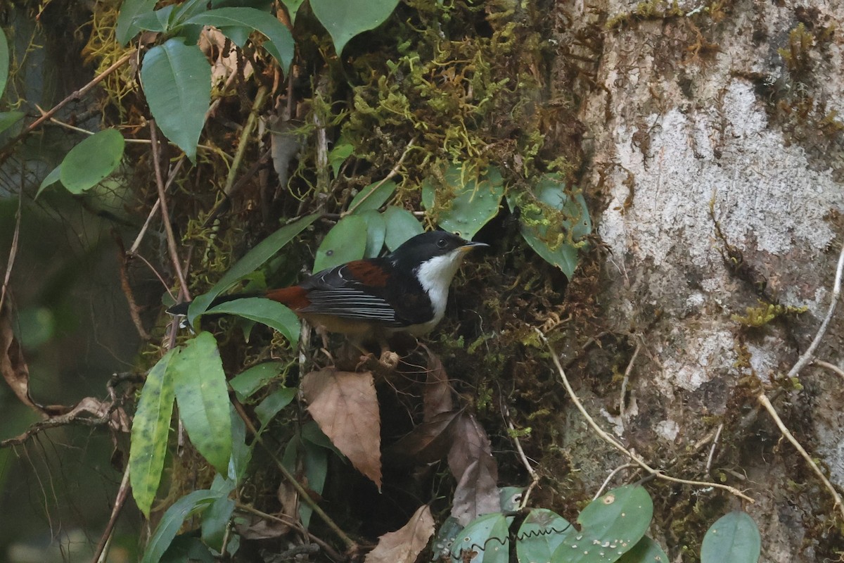 Rufous-backed Sibia (Rufous-backed) - ML540441921