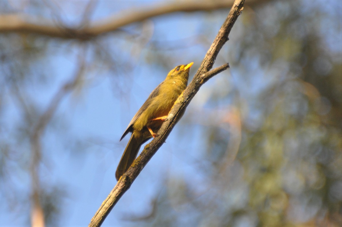 Bell Miner - ML540442011