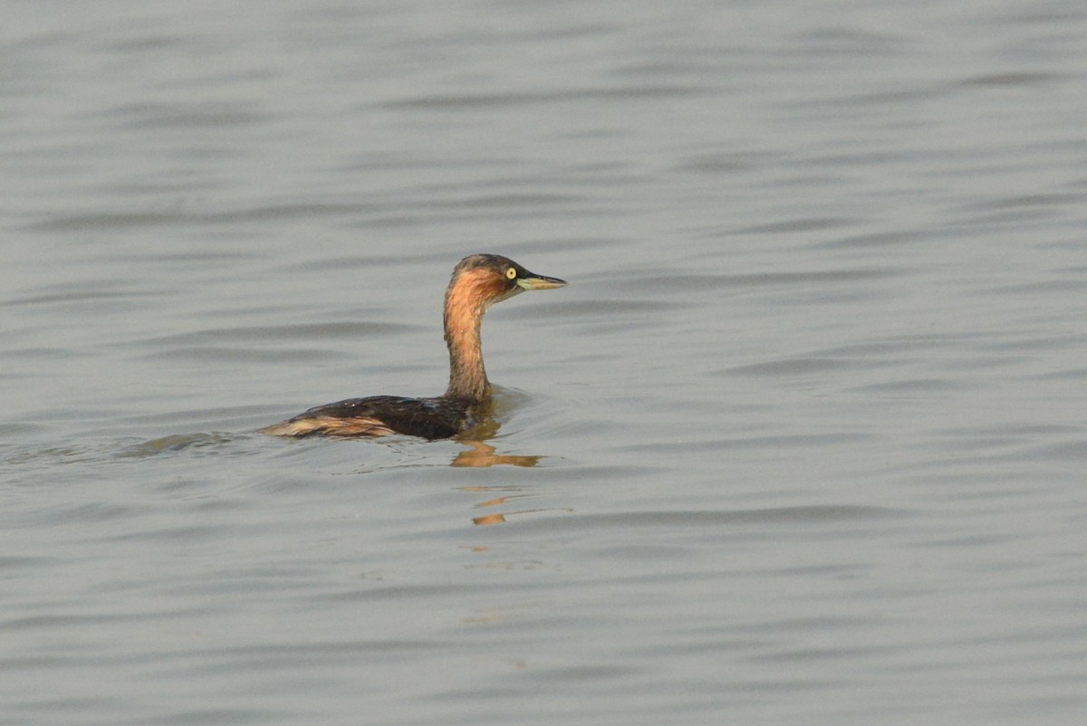 Little Grebe - ML540442571