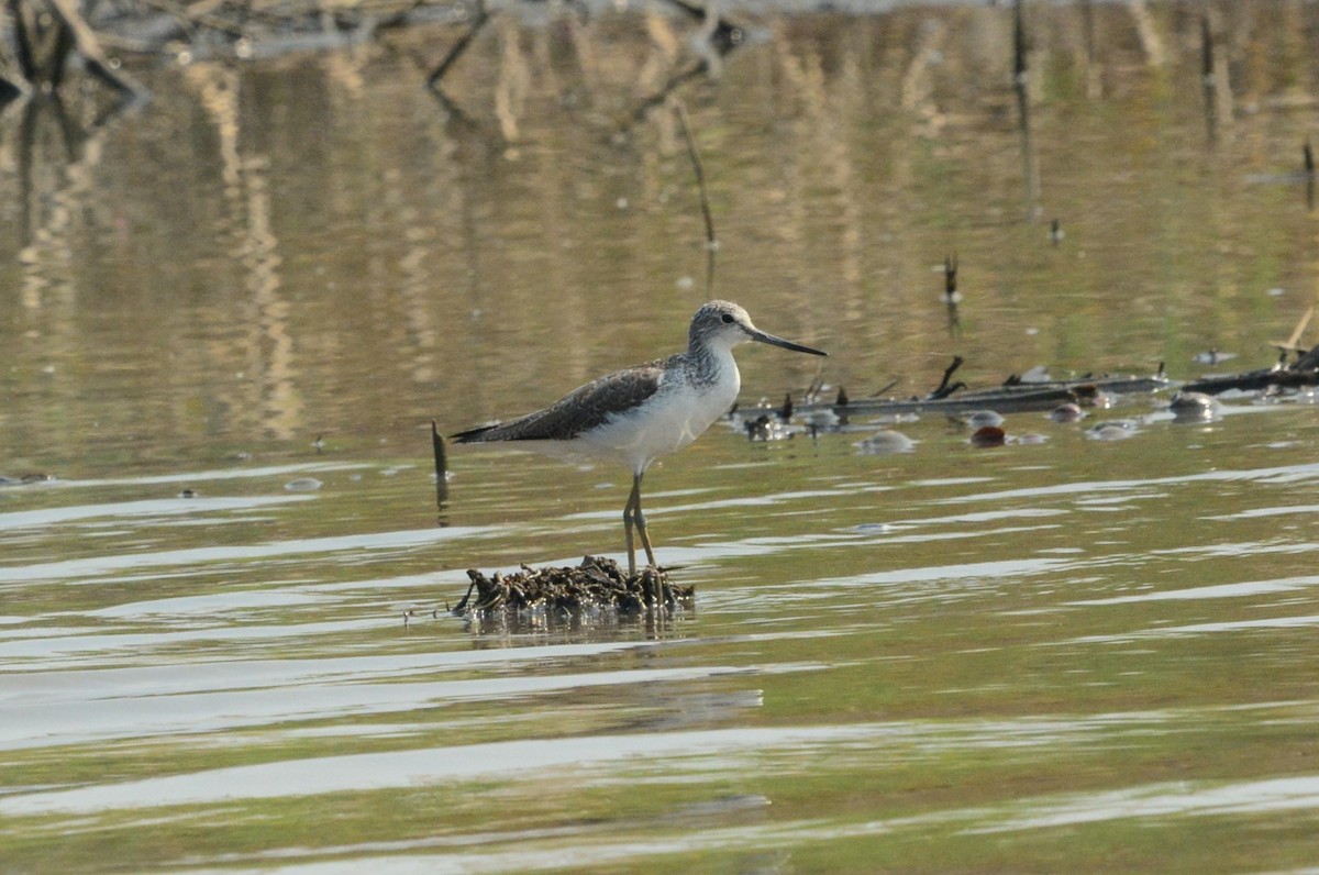 Common Greenshank - Gary Davidson