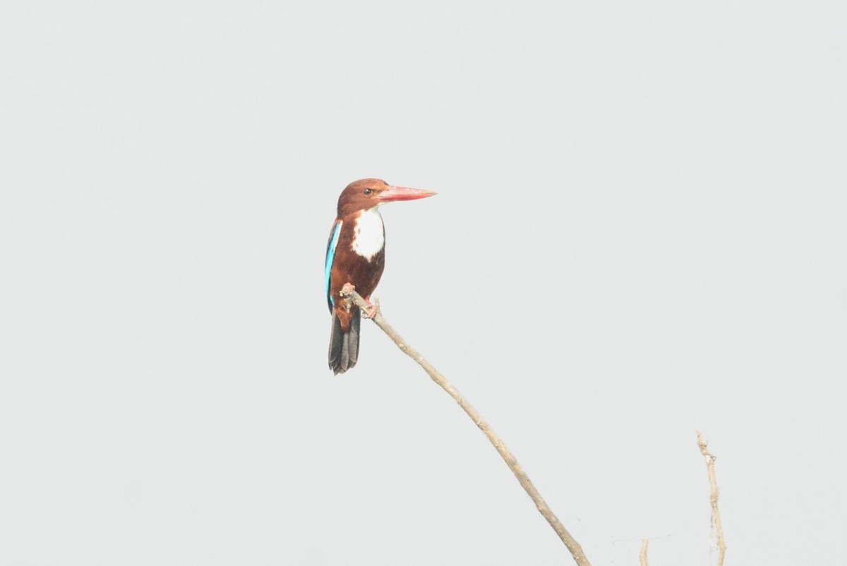 White-throated Kingfisher - Gary Davidson