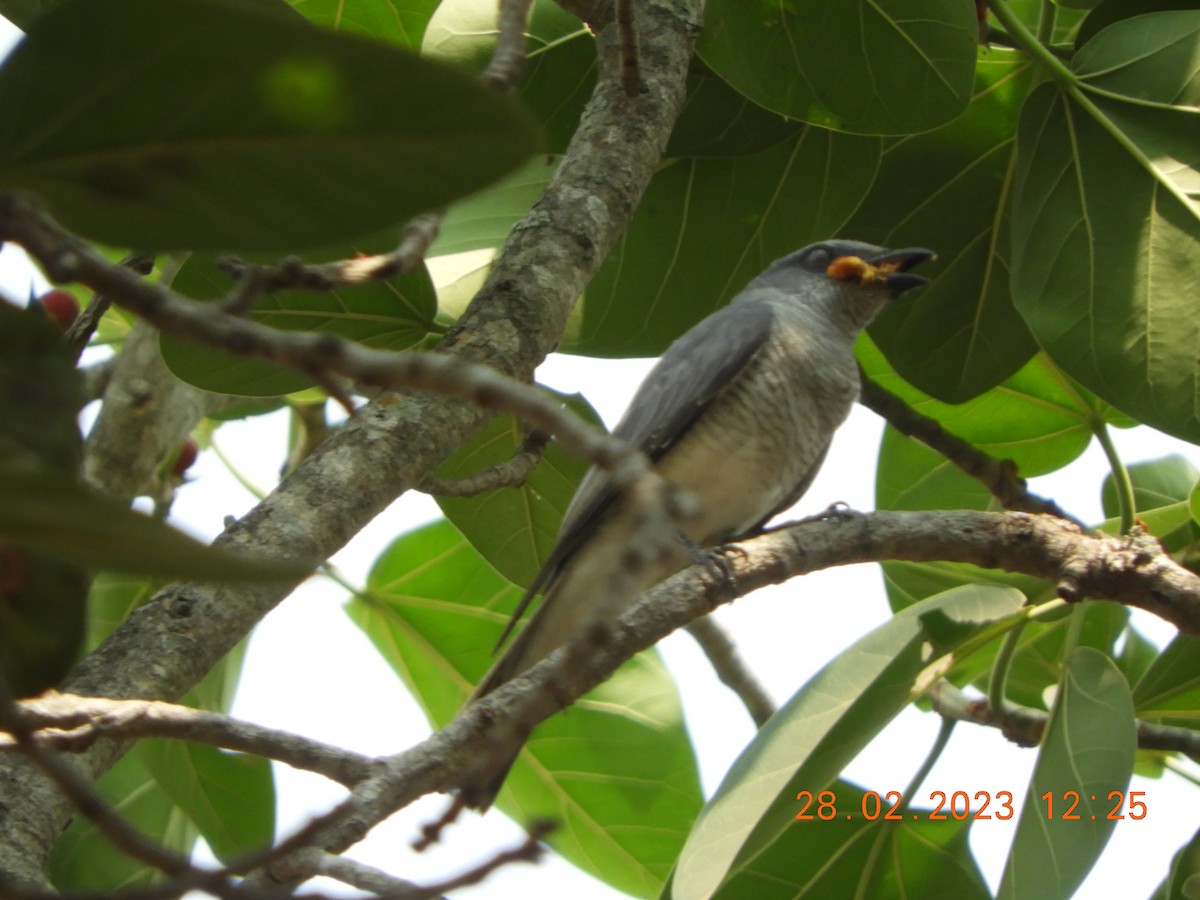Large Cuckooshrike - Manjeet Kaur Bal